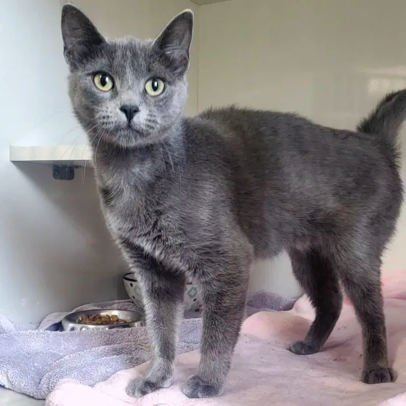 A young small-sized female Gray / Blue / Silver Domestic Short Hair cat named Grace for adoption in Hutchinson, MN