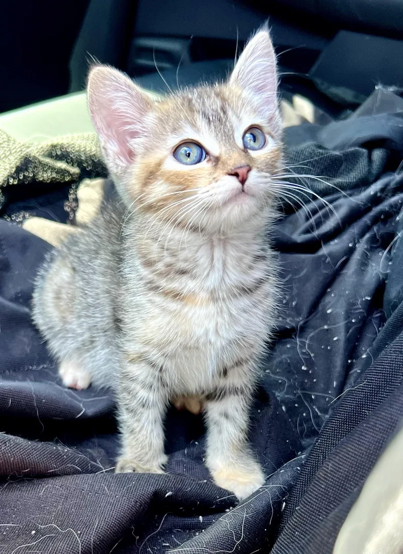 Meringue thumbnail 2