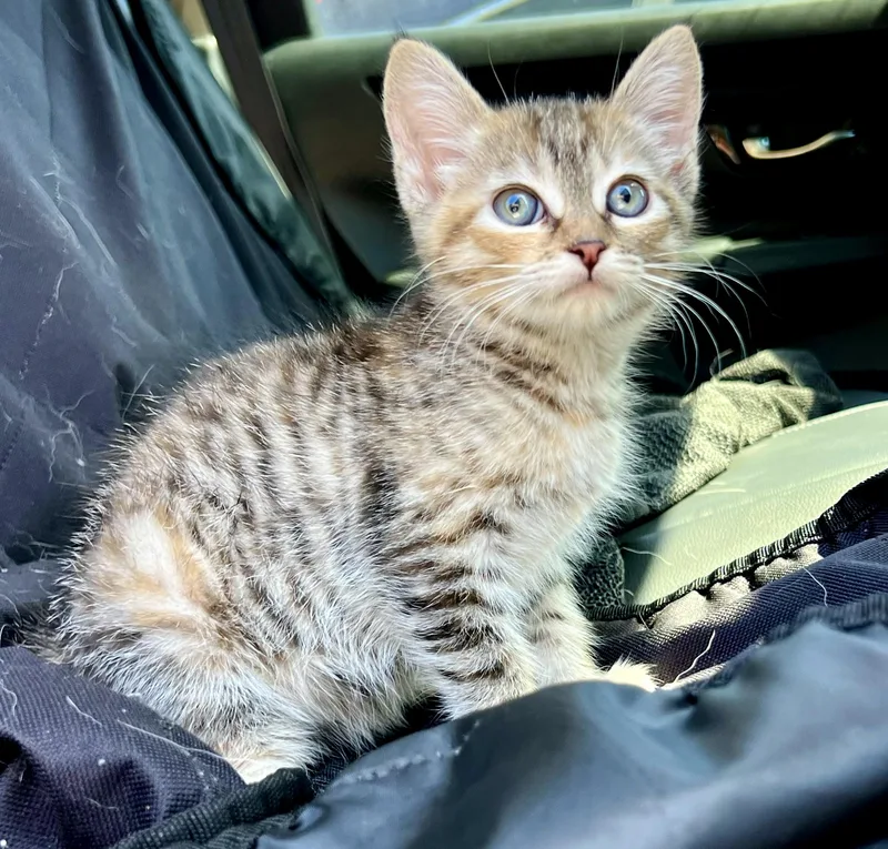 Meringue thumbnail 3