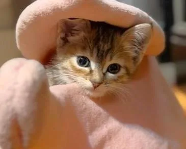 Meringue thumbnail 4