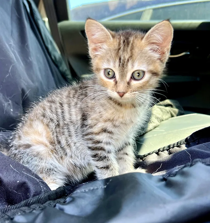 Meringue thumbnail 5