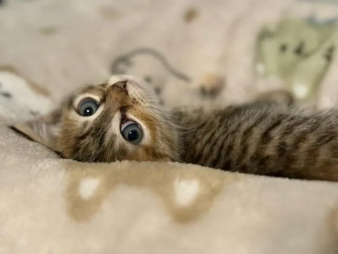 Meringue thumbnail 6