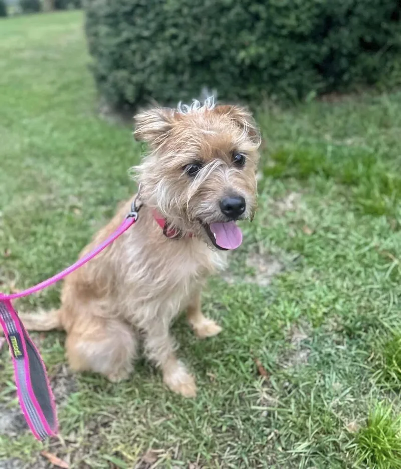 An adult medium-sized female Terrier dog named Dizzy for adoption in Statesboro, GA