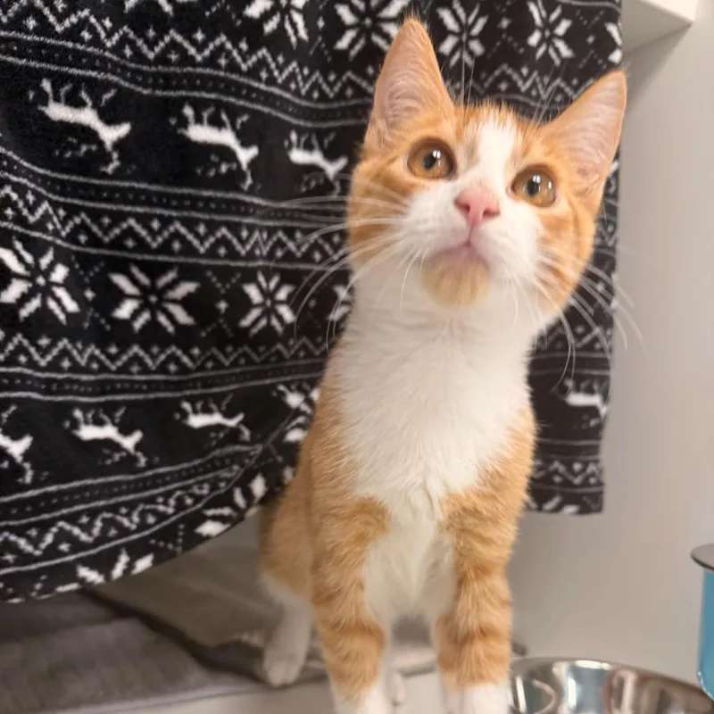 A young medium-sized male Orange & White Domestic Short Hair cat named Rooster for adoption in Quincy, MA