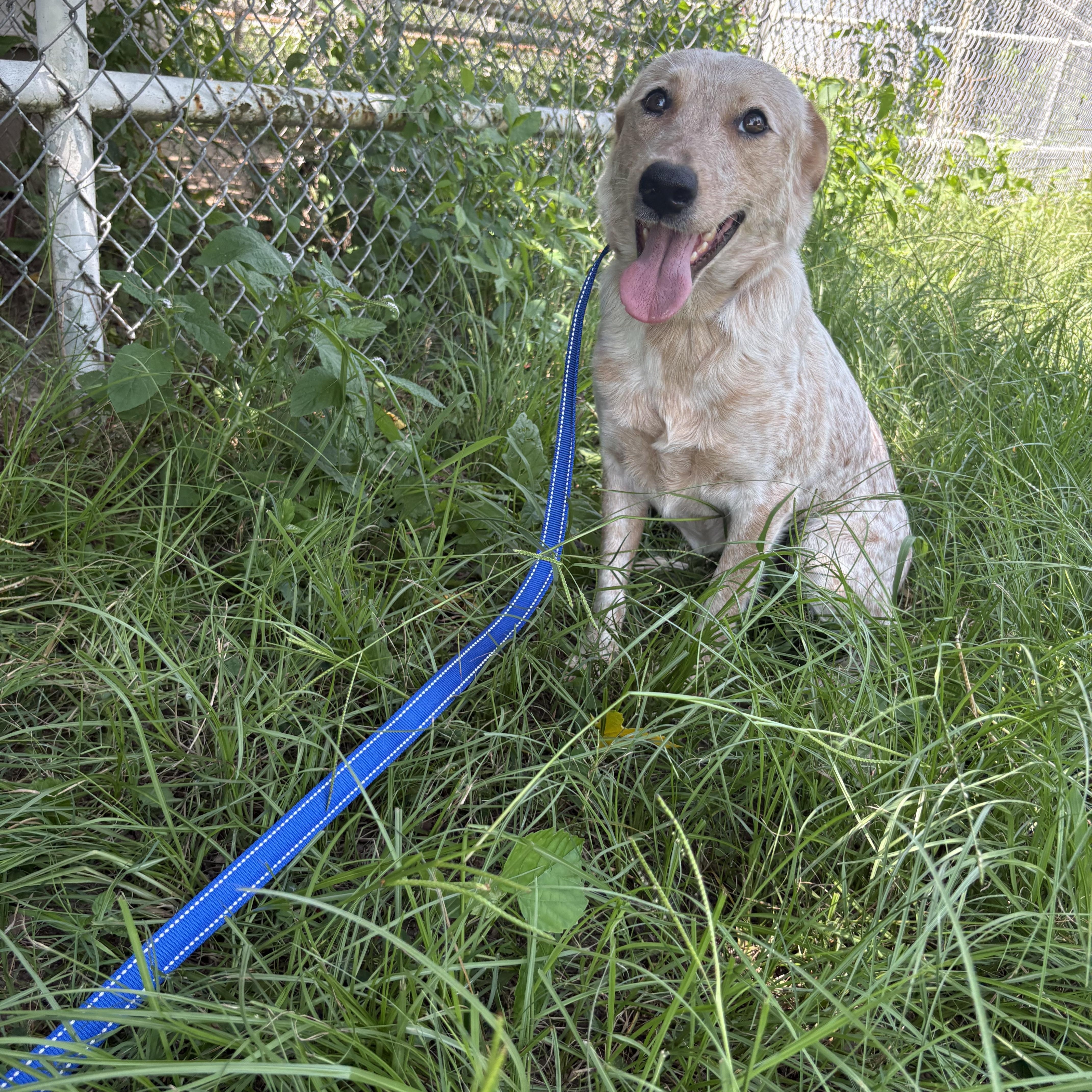 An adult medium-sized female Merle (Red) Australian Cattle Dog / Blue Heeler dog named Rubie for adoption in Moyock, NC