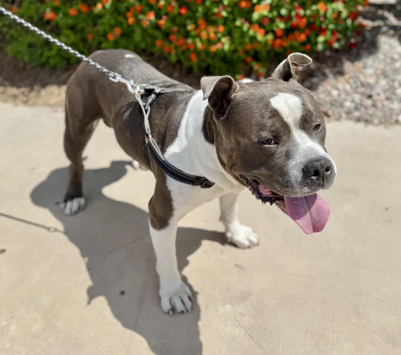 Teddy Bear thumbnail 2