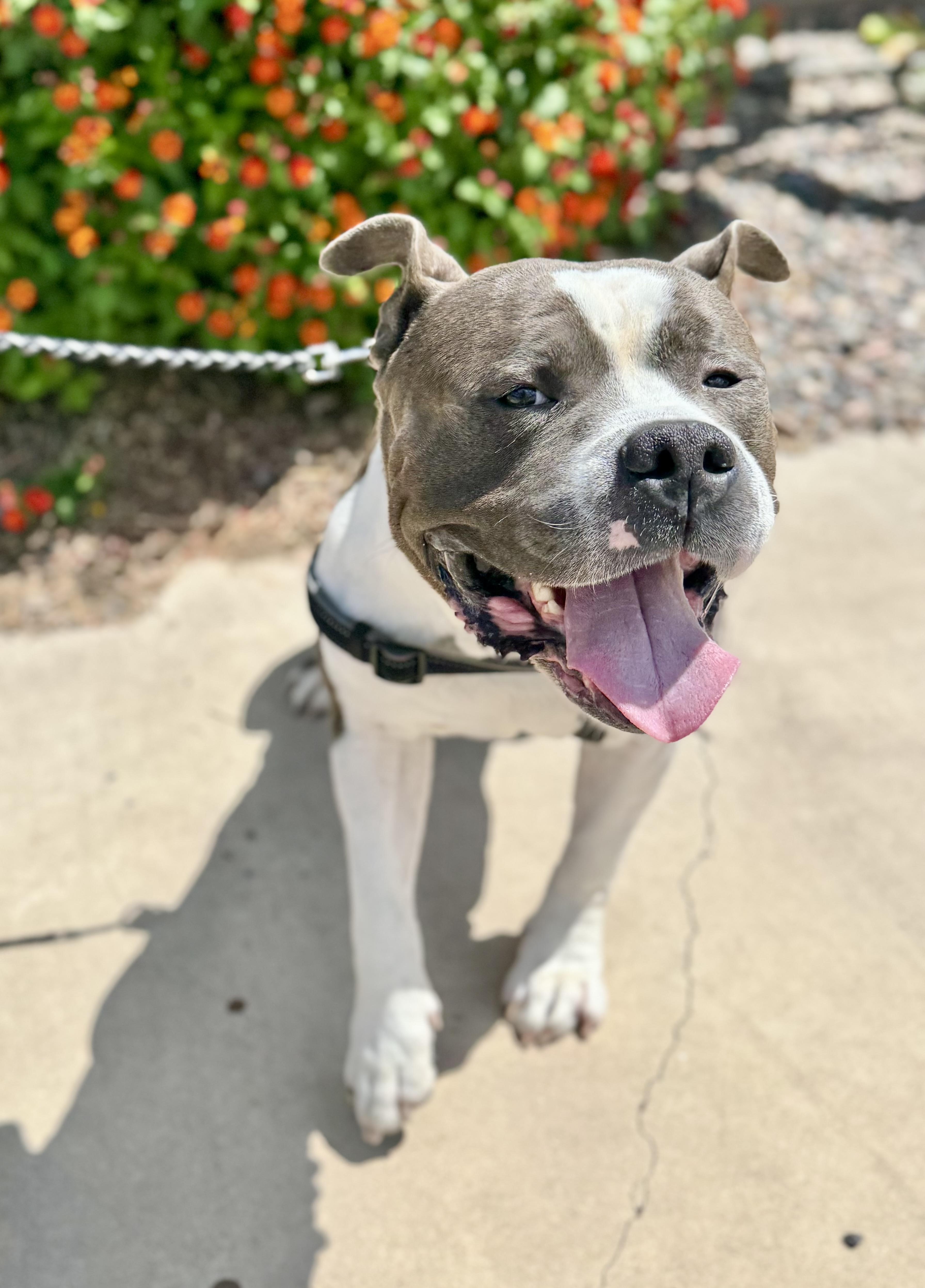 Teddy Bear thumbnail 3