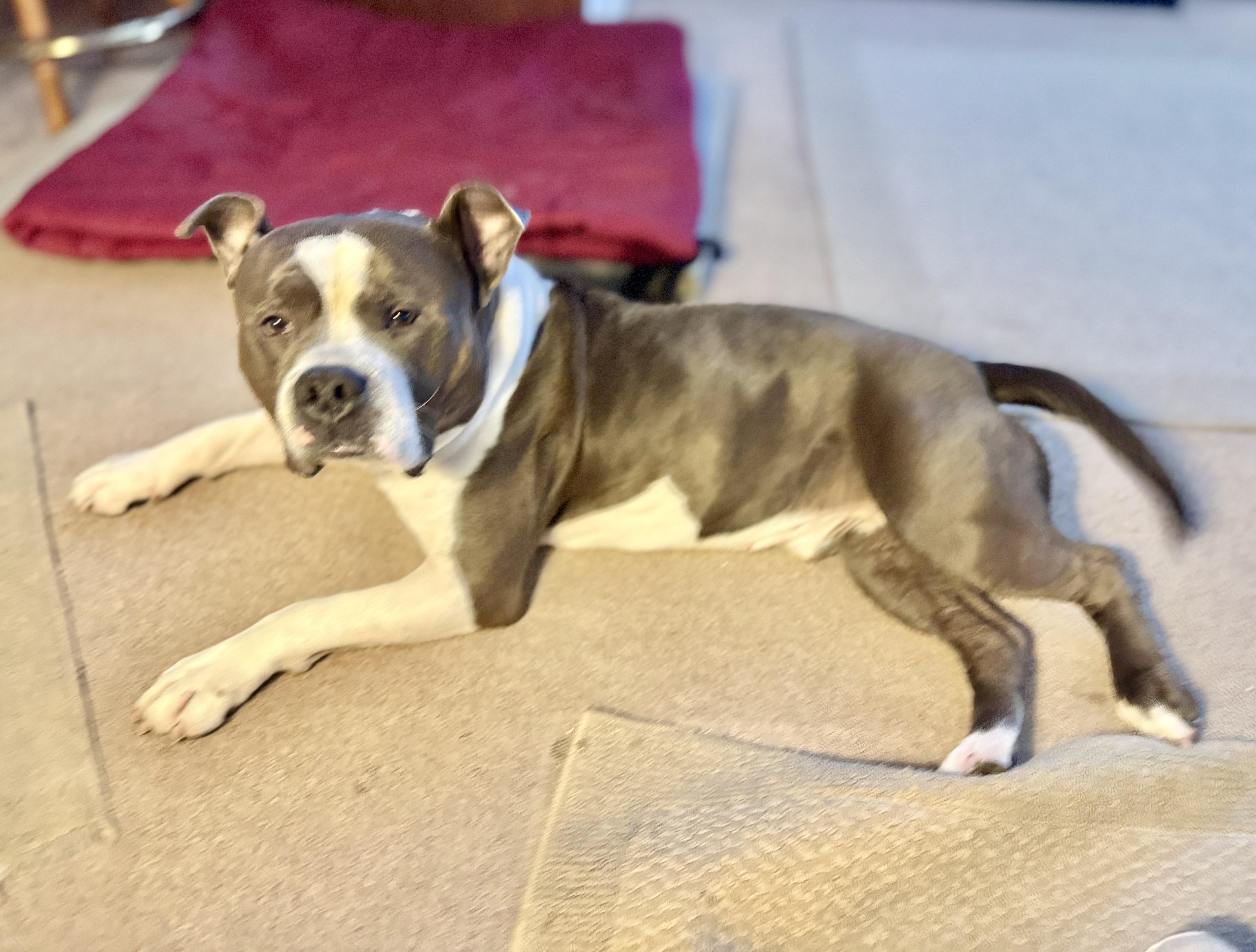 Teddy Bear thumbnail 4