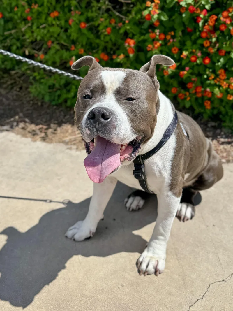 Teddy Bear thumbnail 5