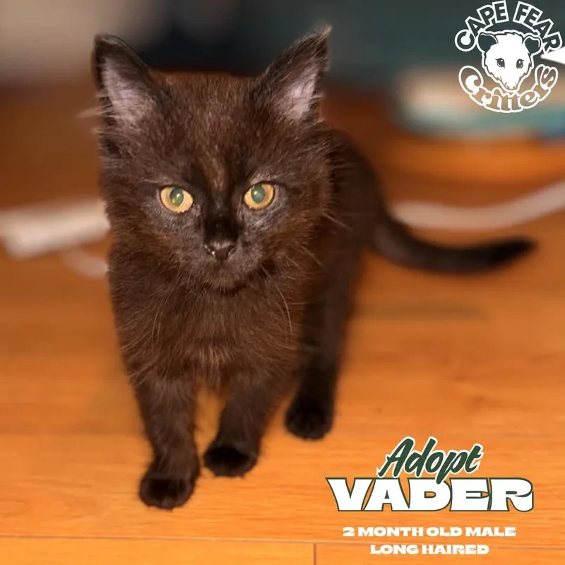 A young small-sized male Domestic Short Hair cat named Vader for adoption in Wilmington, NC