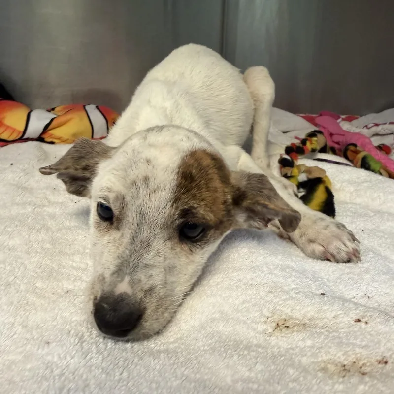 A baby medium-sized male Mixed Breed dog named Venus for adoption in Austin, TX