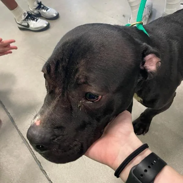 A young medium-sized female Terrier dog named Penny for adoption in Des Moines, IA