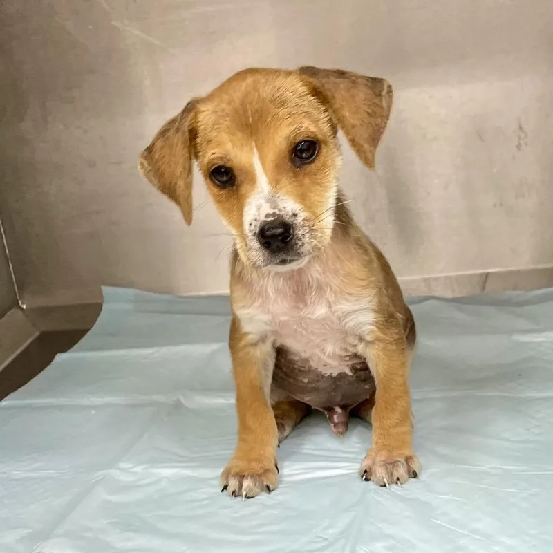 A baby medium-sized male Yellow / Tan / Blond / Fawn Hound dog named Xion for adoption in Livingston, TX