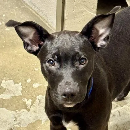 A baby medium-sized female Labrador Retriever dog named Willow for adoption in Sacramento, CA