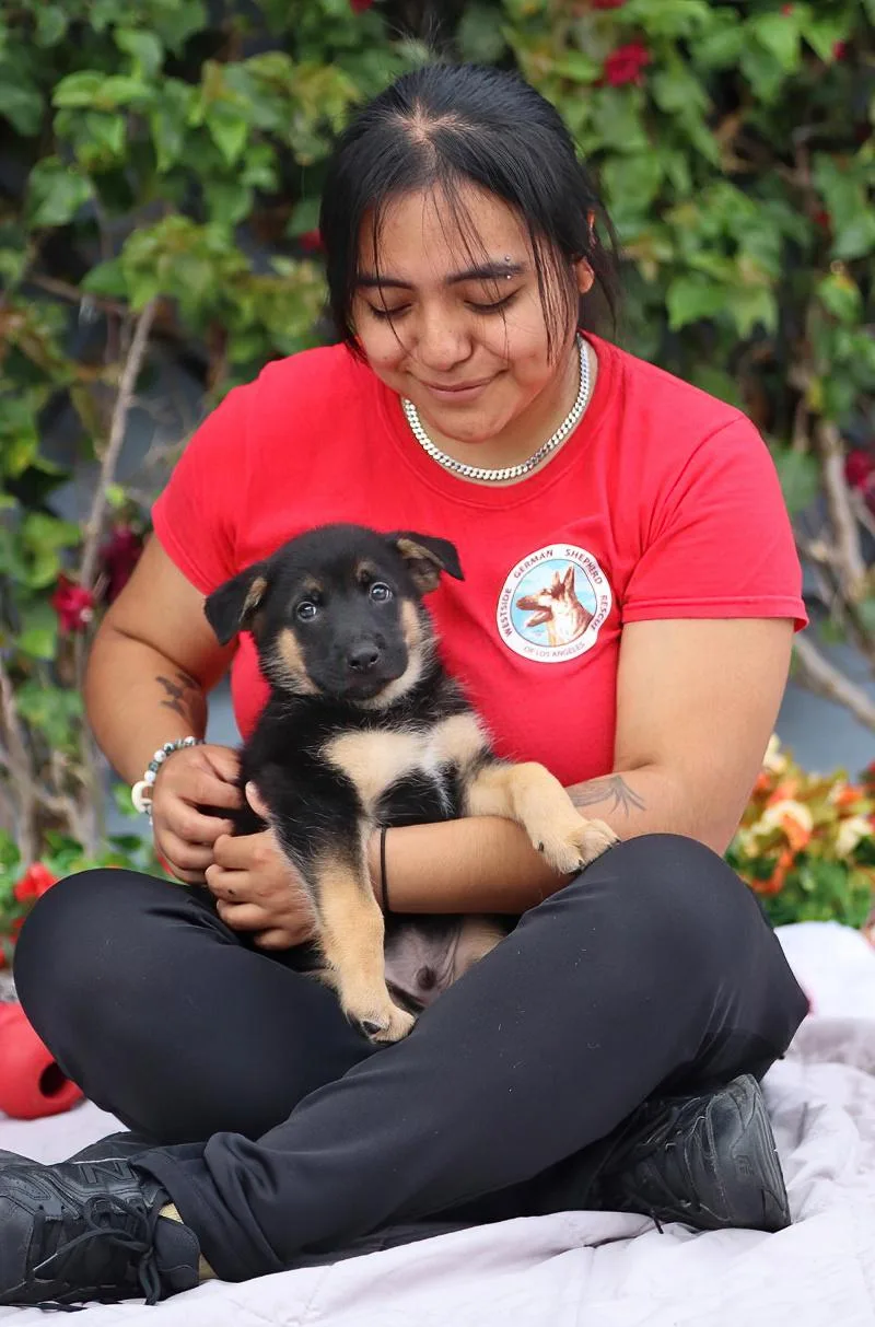 A baby large-sized male Black German Shepherd Dog dog named Nemo von Nala for adoption in Los Angeles, CA