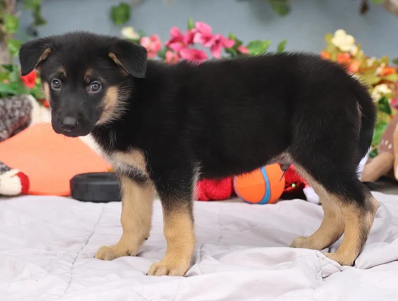 Nemo von Nala thumbnail 2
