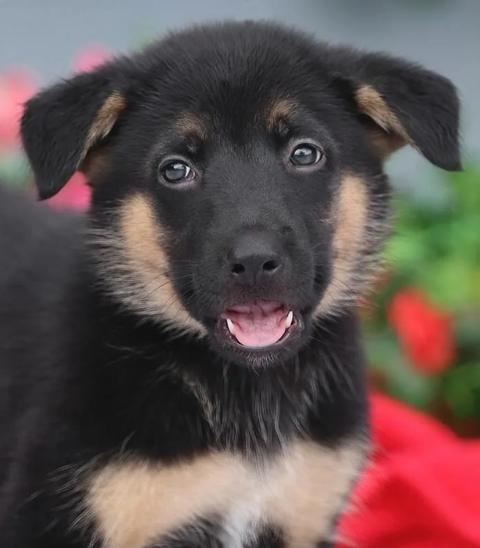 Nemo von Nala thumbnail 3