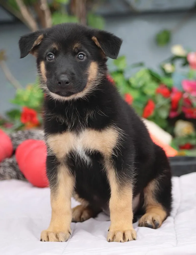 Nemo von Nala thumbnail 4