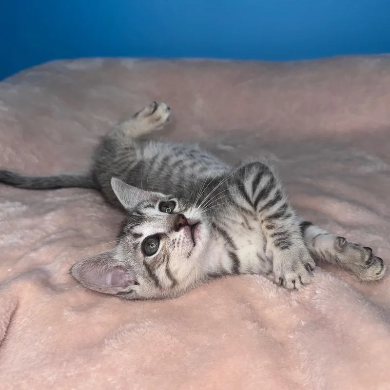 A baby small-sized male Gray / Blue / Silver Domestic Short Hair cat named Turbo for adoption in San Antonio, TX