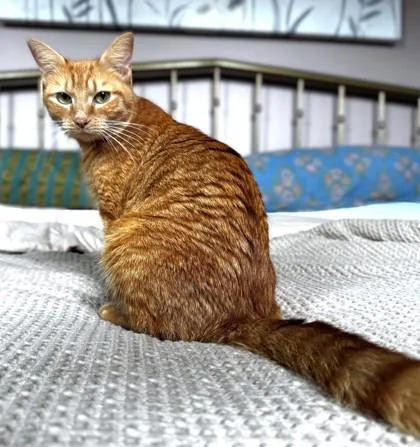 An adult medium-sized female Domestic Short Hair cat named Arwen for adoption in Washington, DC