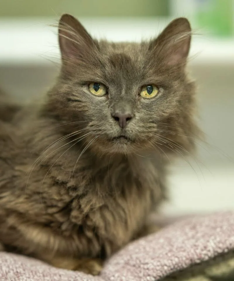 A senior medium-sized male Gray / Blue / Silver Domestic Medium Hair cat named Wilson for adoption in Arlington, WA