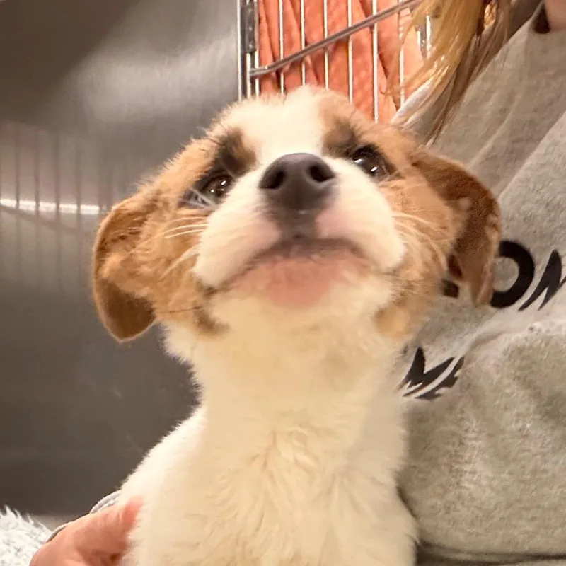 A baby small-sized male Mixed Breed dog named Toretto for adoption in Indianapolis, IN