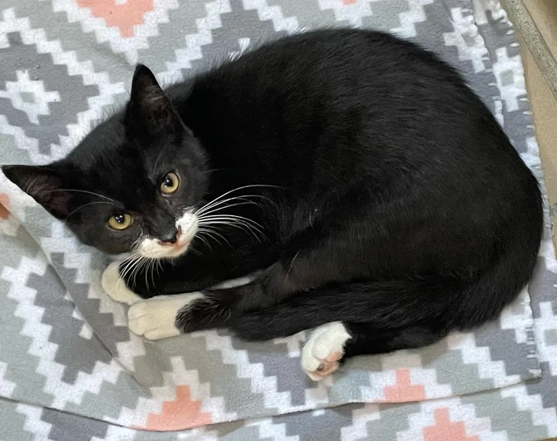 A baby small-sized male Domestic Short Hair cat named Eli for adoption in Westfield, NY