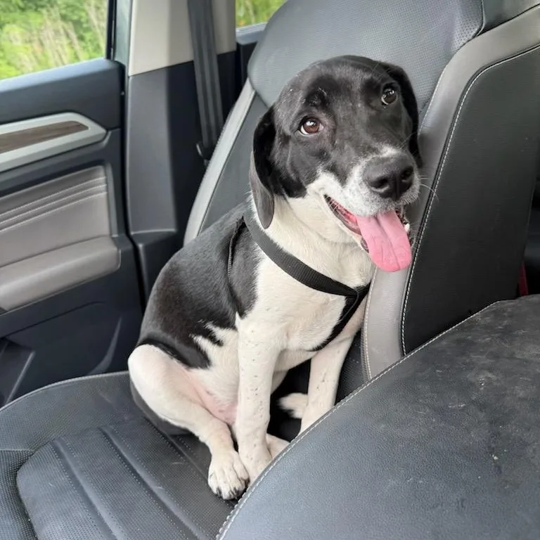A baby medium-sized male Black Beagle dog named Harvey for adoption in LEMONT, IL