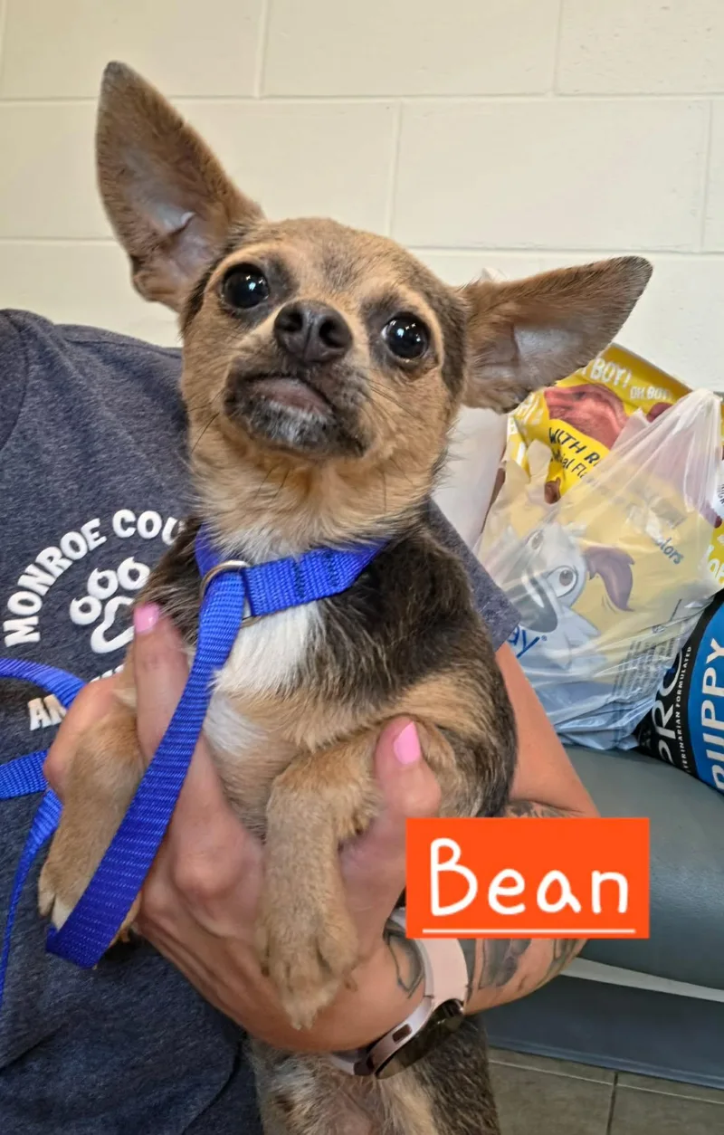 An adult small-sized male Gray / Blue / Silver Chihuahua dog named Bean for adoption in Sparta, WI