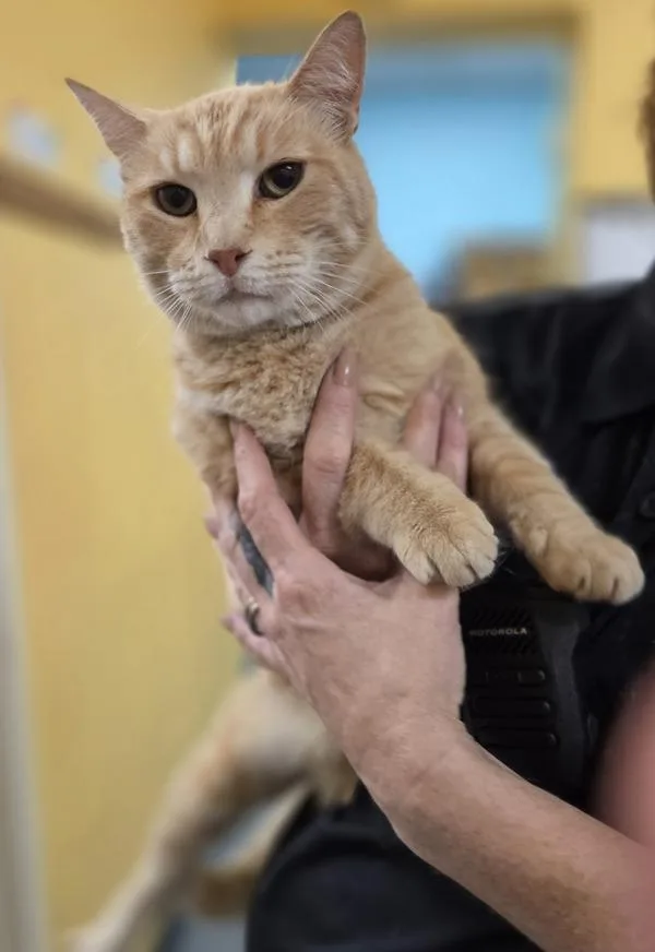 An adult large-sized male Domestic Short Hair cat named Geralt for adoption in Dallas, GA