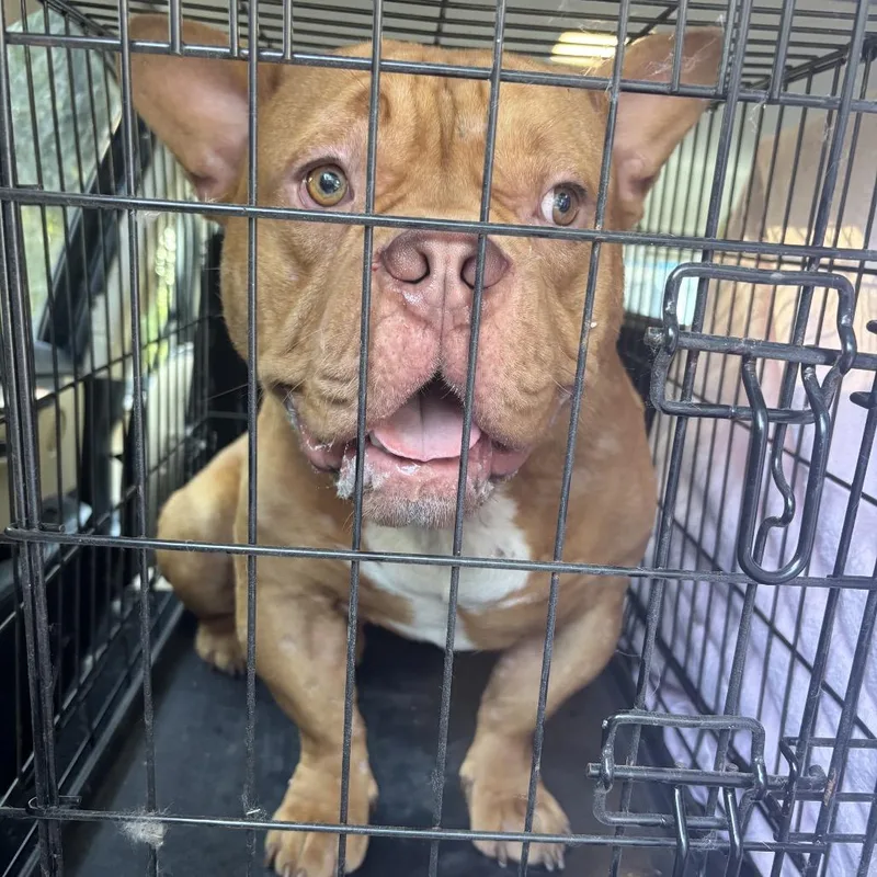 An adult medium-sized male Brown / Chocolate English Bulldog dog named Tom Segura ~ Coming for adoption in Chicago, IL