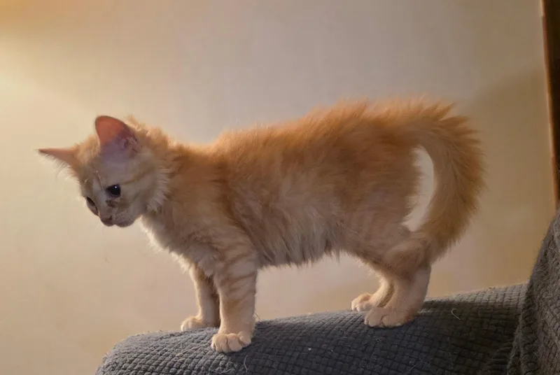 A baby medium-sized male Orange / Red Domestic Medium Hair cat named Ed Sheeran And Sadie for adoption in Columbia, MD