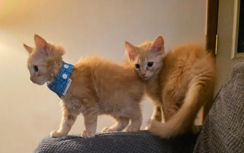 Ed Sheeran And Sadie thumbnail 2
