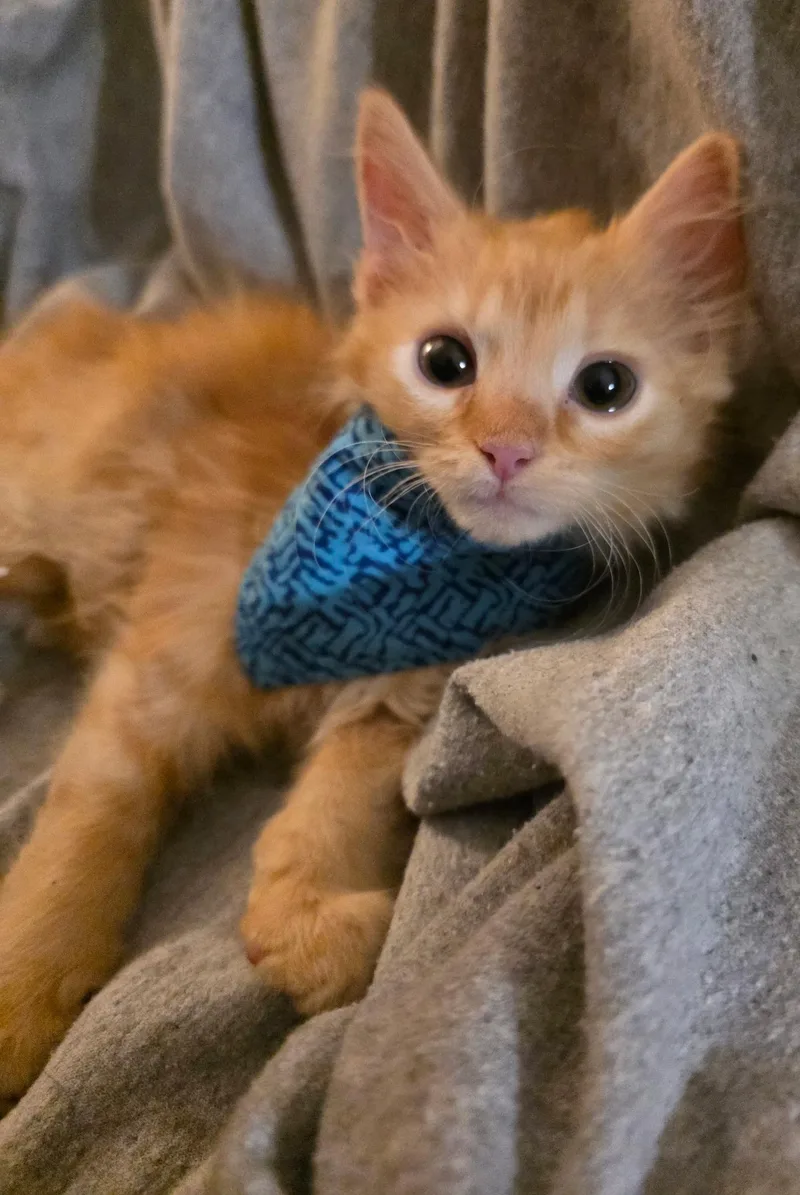 Ed Sheeran And Sadie thumbnail 4