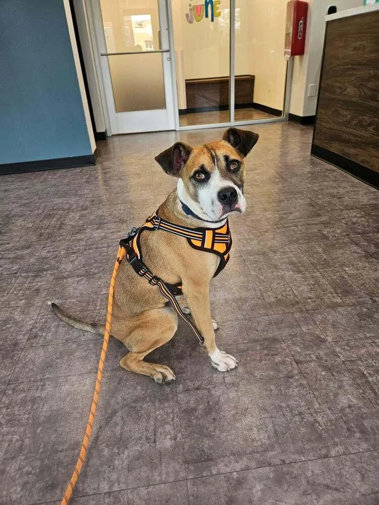 A young medium-sized male Boxer dog named Webber for adoption in New Albany, OH