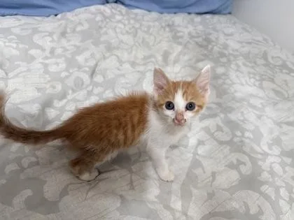 A baby small-sized male Domestic Short Hair cat named Nino for adoption in Chamblee, GA
