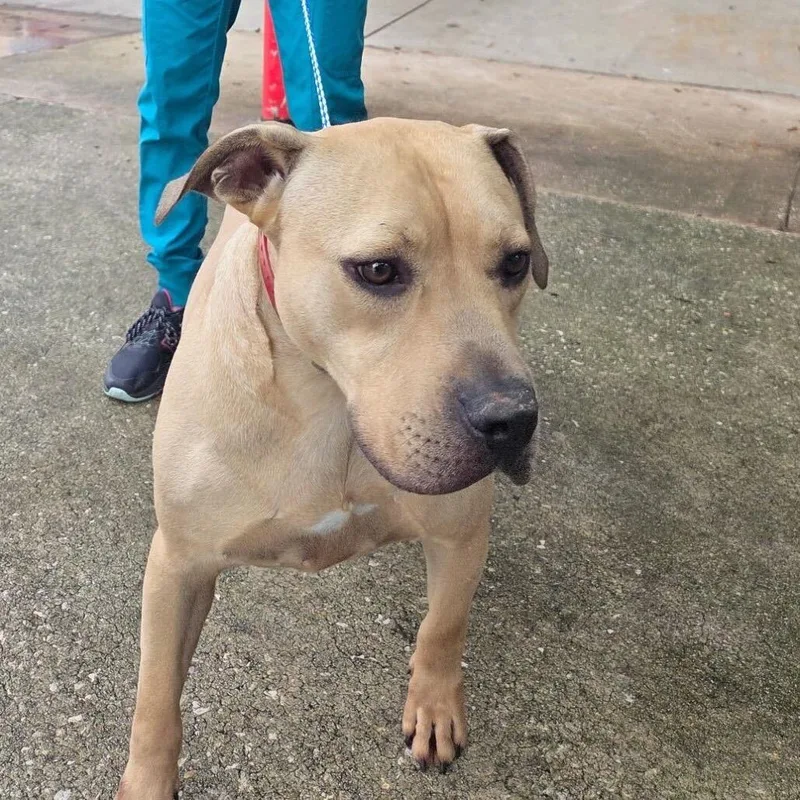An adult medium-sized male Yellow / Tan / Blond / Fawn Mixed Breed dog named Burrito for adoption in Titusville, FL
