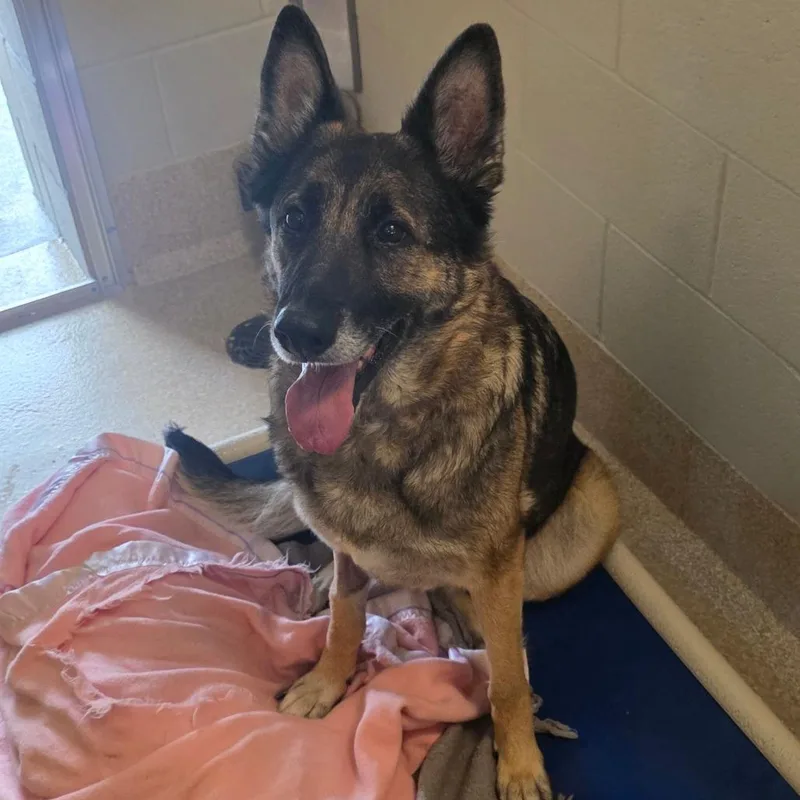 An adult large-sized female Black German Shepherd Dog dog named Feena for adoption in Bristol, IN