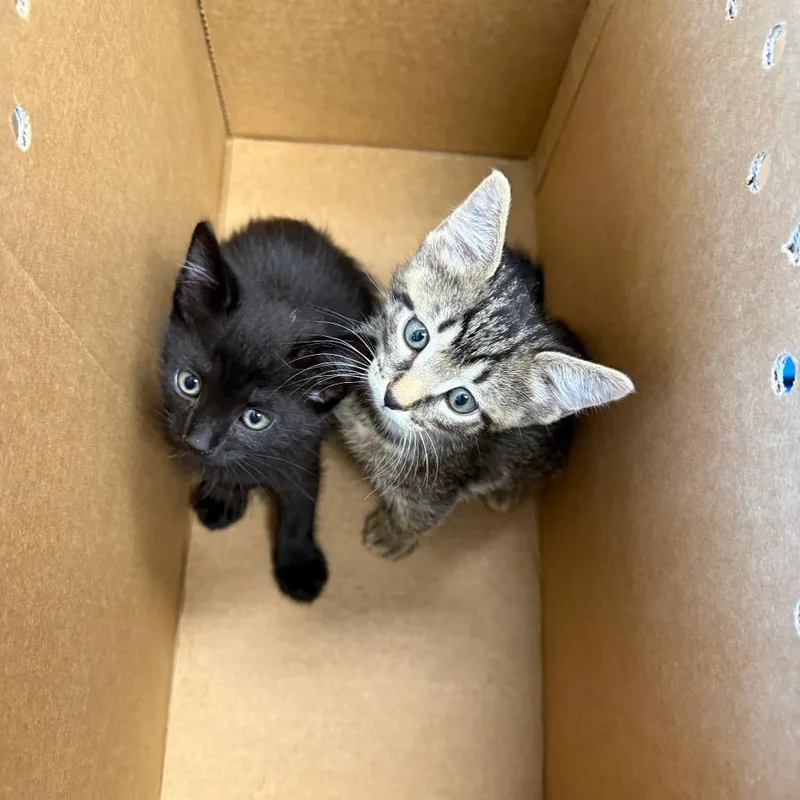 A baby small-sized male Brown / Chocolate Domestic Short Hair cat named Benji for adoption in Port Richey, FL