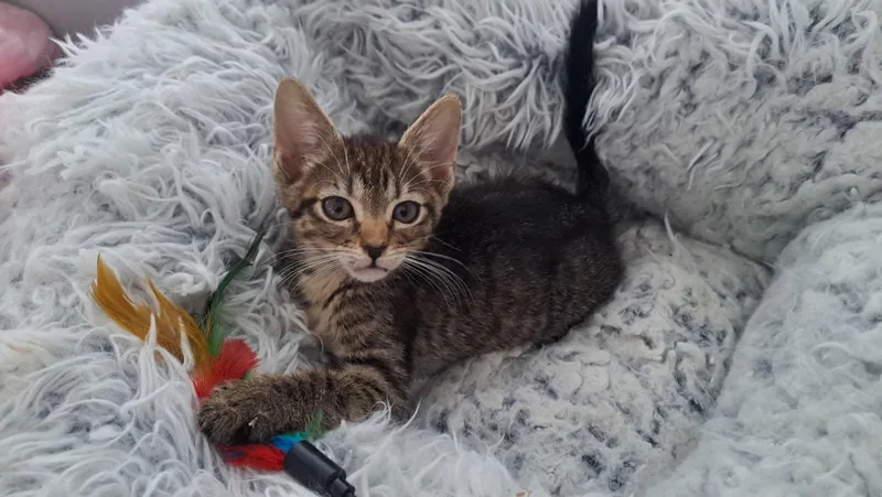 A baby medium-sized female Brown / Chocolate Domestic Short Hair cat named Jennipurr for adoption in Margate, FL