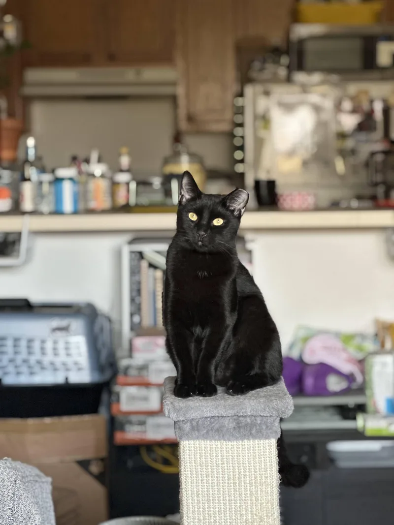 A baby small-sized male Black Domestic Short Hair cat named St. Thomas for adoption in brooklyn, NY