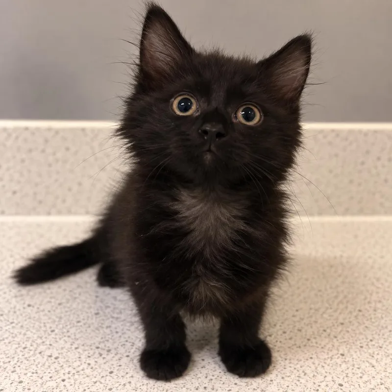 Obsidian