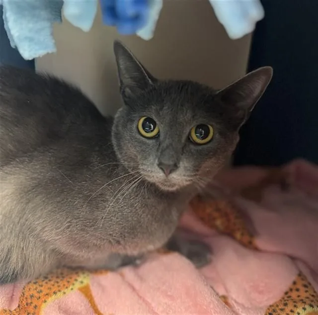 A young small-sized female Domestic Short Hair cat named Cleo for adoption in Fort Wayne, IN