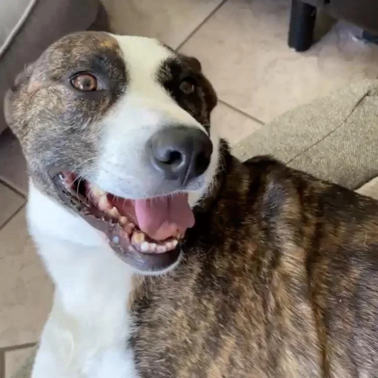 Poppy Tuba thumbnail 2