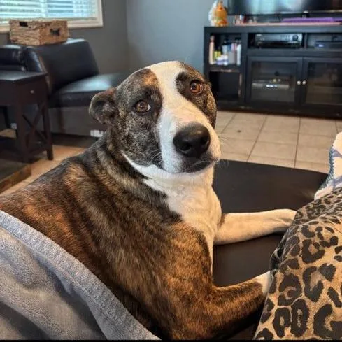 Poppy Tuba thumbnail 3