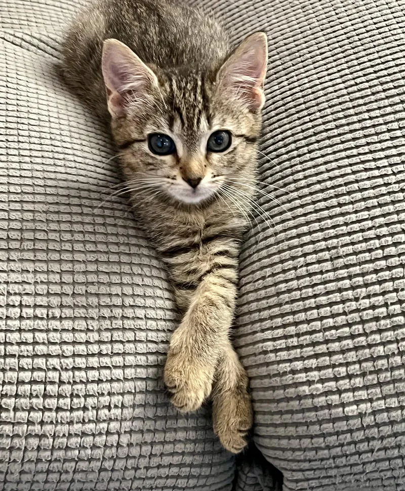 A baby medium-sized female Tabby cat named Clover for adoption in Wesley Chapel, FL