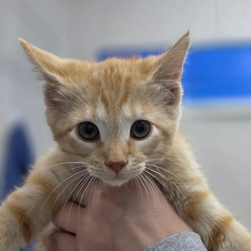A young small-sized male Orange / Red Domestic Short Hair cat named Momo for adoption in Huntsville, AL