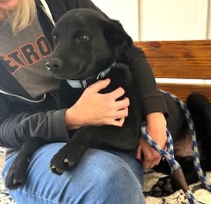 A young medium-sized male Mixed Breed dog named Fletch for adoption in Madison, NJ
