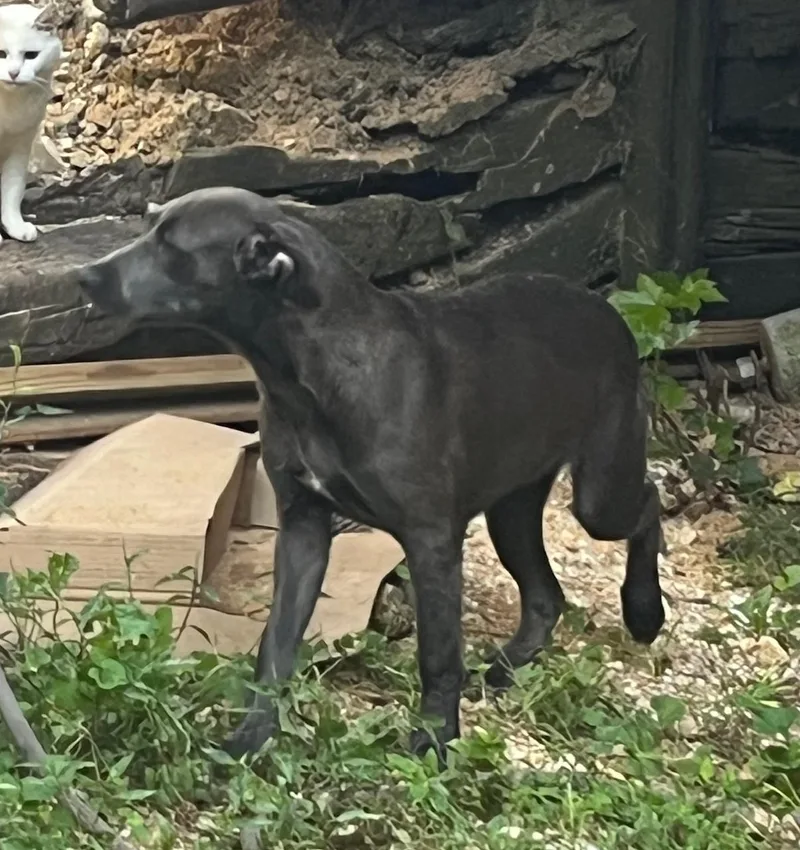 A young large-sized female Gray / Blue / Silver Great Dane dog named Lucy for adoption in Rainbow City, AL