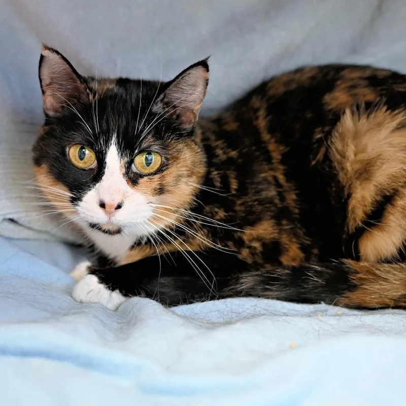 An adult medium-sized female Domestic Short Hair cat named Daria for adoption in Shoreline, WA